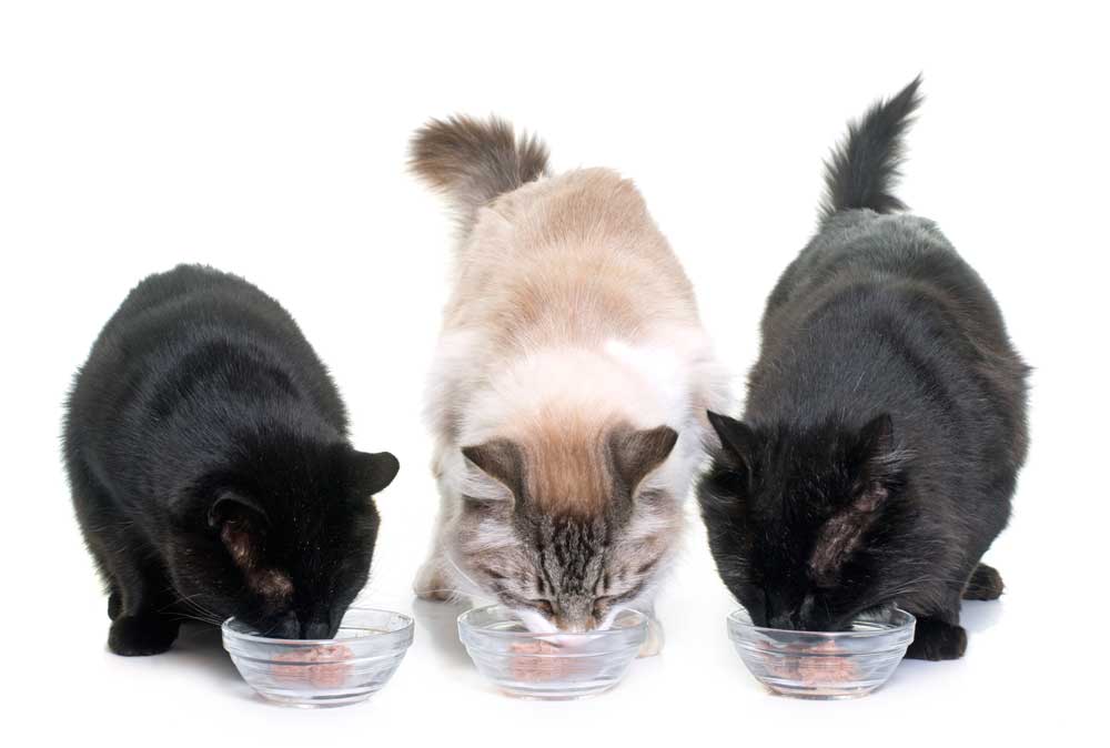 Gatos comiendo con dieta BARF