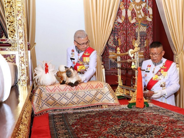 ceremonia de coronación del rey de tailandia con gato siames