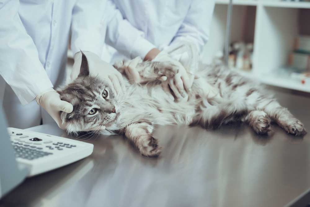veterinarios inspeccionando tras síntomas de embarazo de una gata
