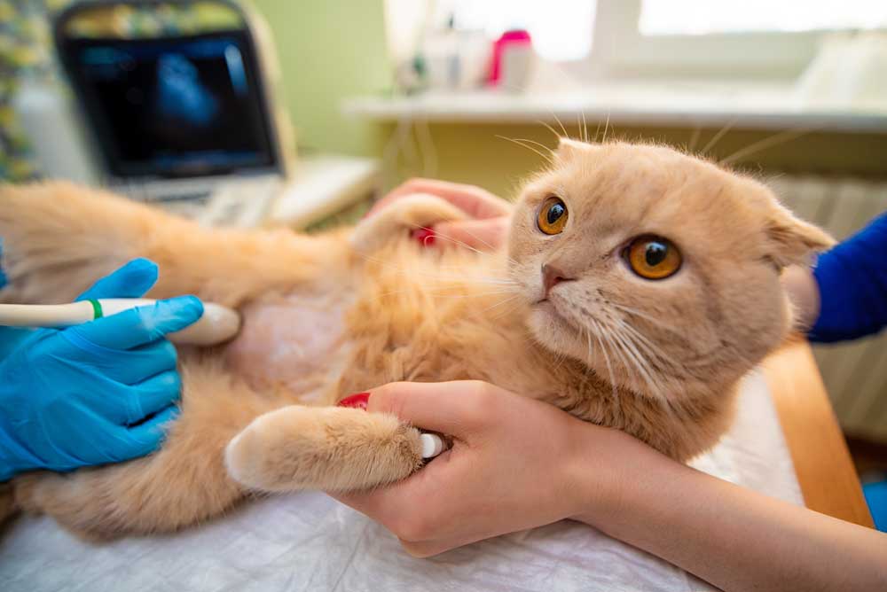 Inspeccionando coronavirus felino