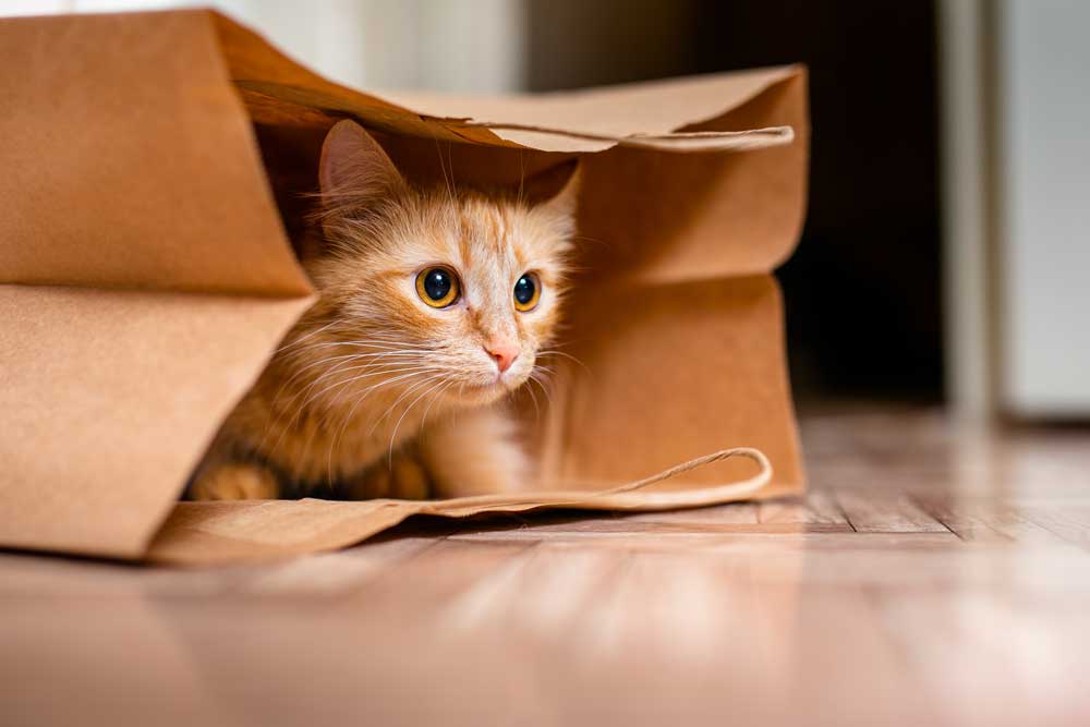 gato dentro de una bolsa