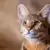 Gato Savannah: El serval doméstico