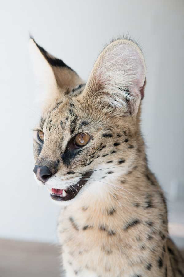 gato serval
