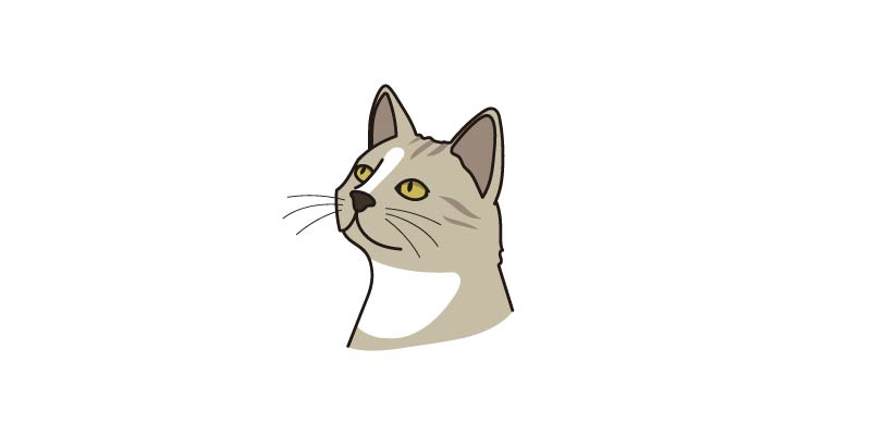 Lenguaje corporal gato cabeza