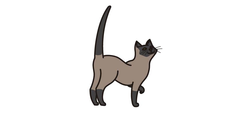 Lenguaje corporal gato cola