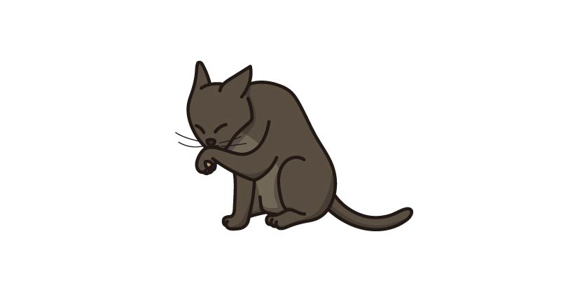 comportamiento gato se lame