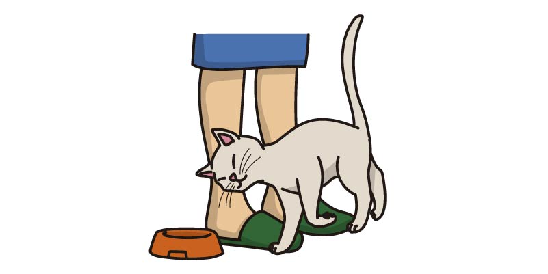 Comportamiento gato de frota