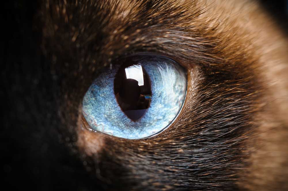 ojo azul