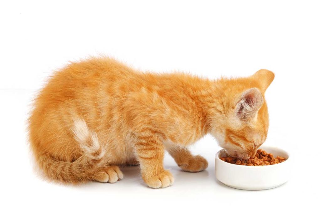 alimentos no saludables gatos