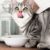 ¿Cómo preparar comida casera para gatos?
