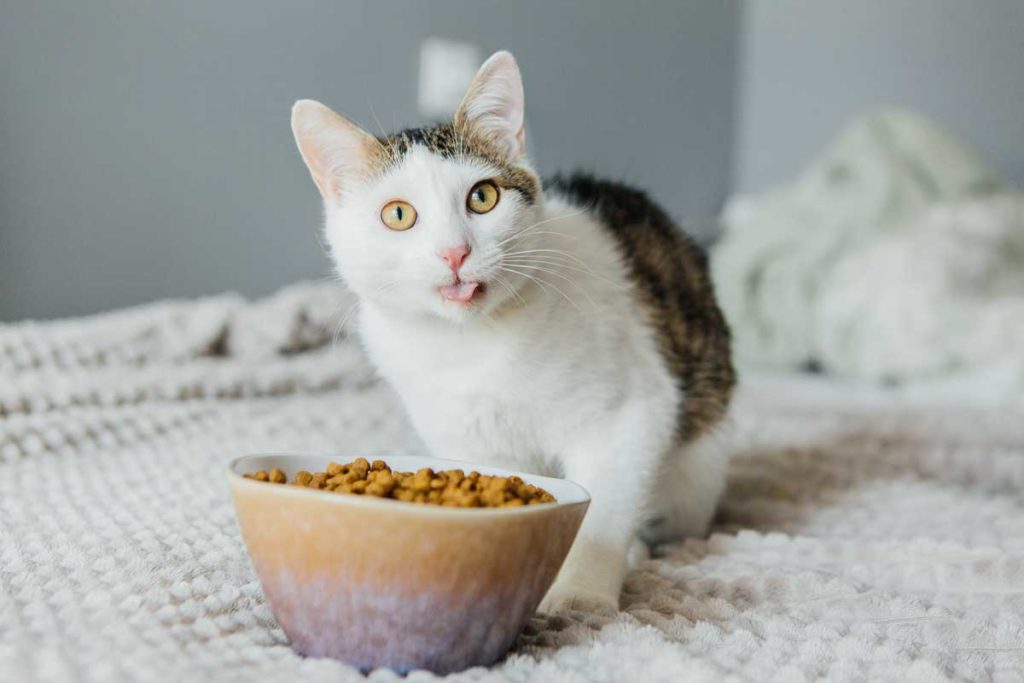 gato alimento pienso