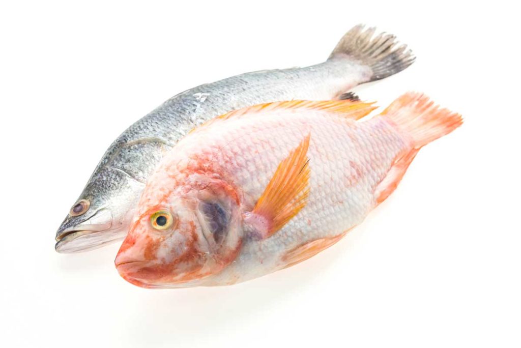 comer pescado crudo gato