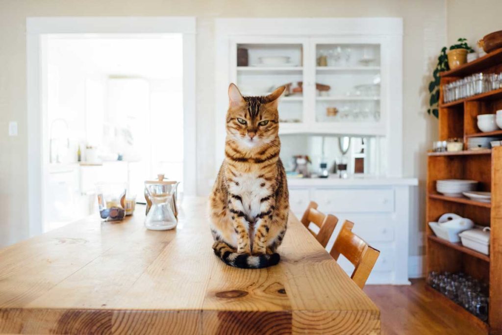 cómo preparar comida casera para gato