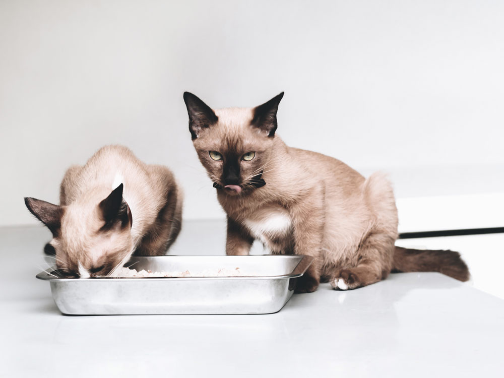 como alimentar a un gato siames