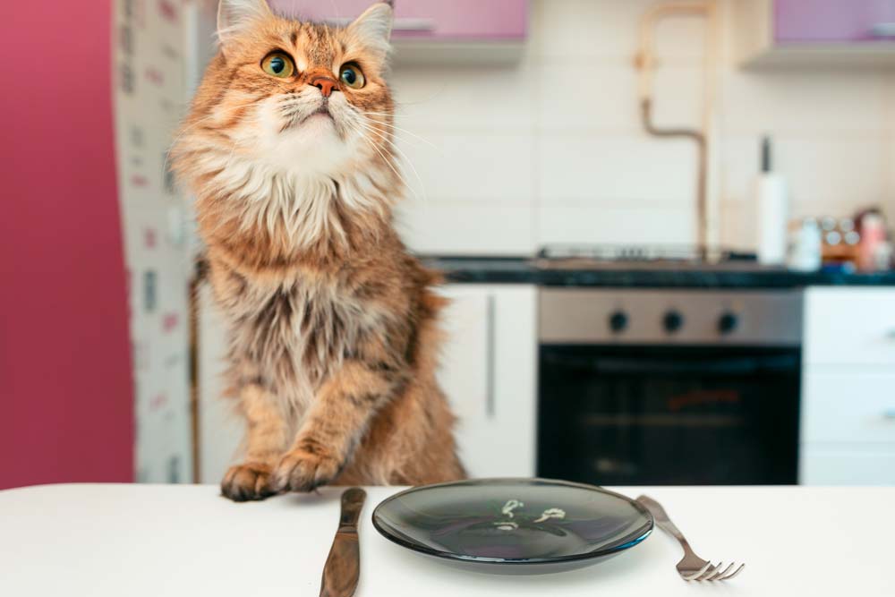 alimentar a un gato adulto