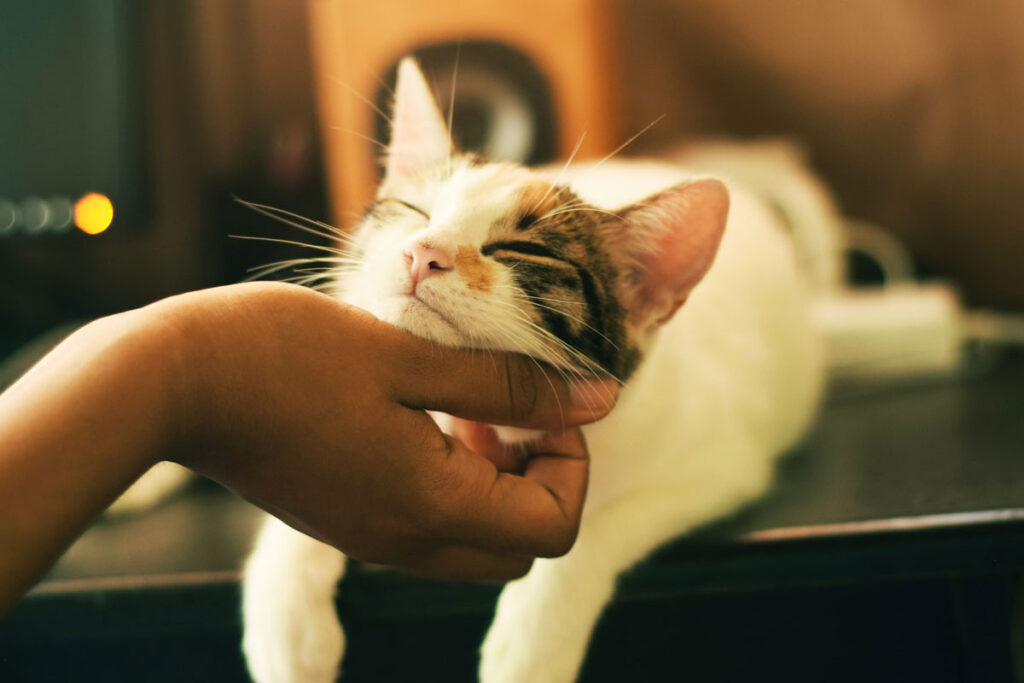 Cómo Se Llama El Gato De Gargamel